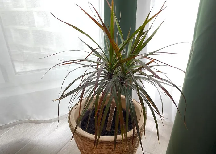 Deko Alezzi Mamaia Apartman Năvodari